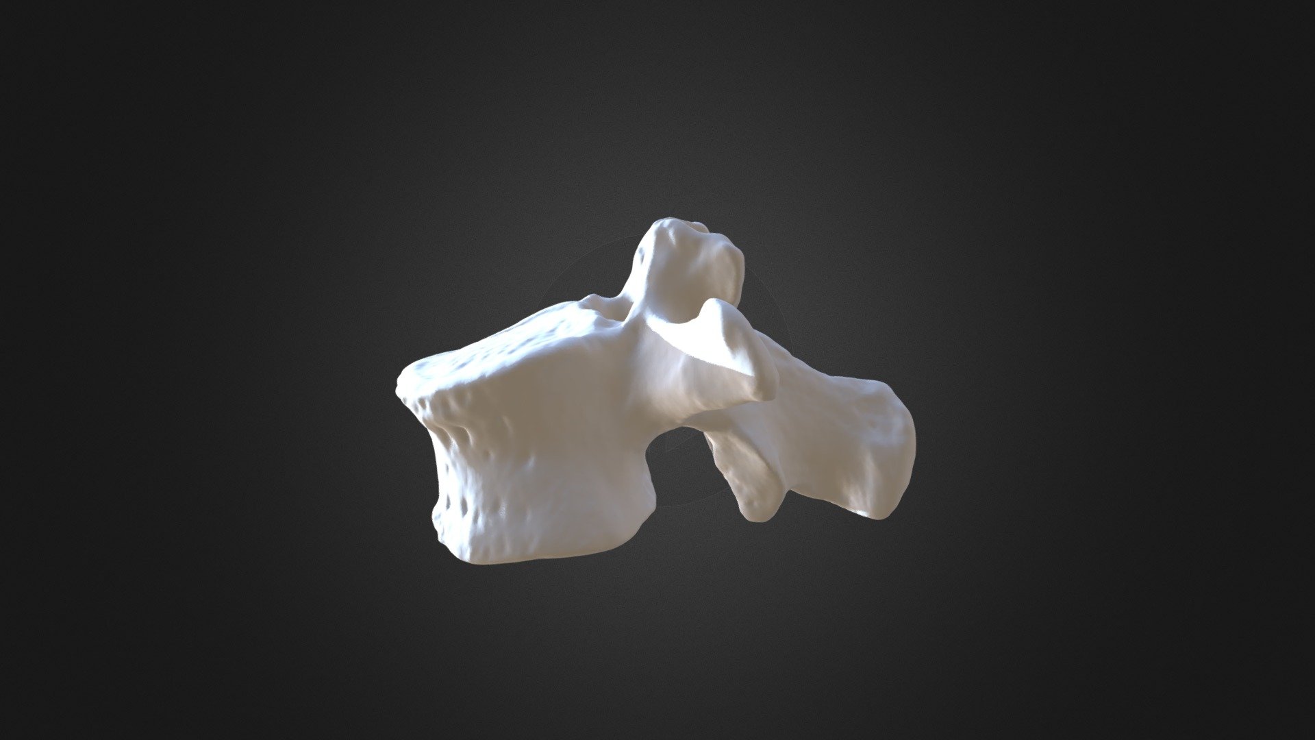 Pongo pygmaeus, L2 vertebra