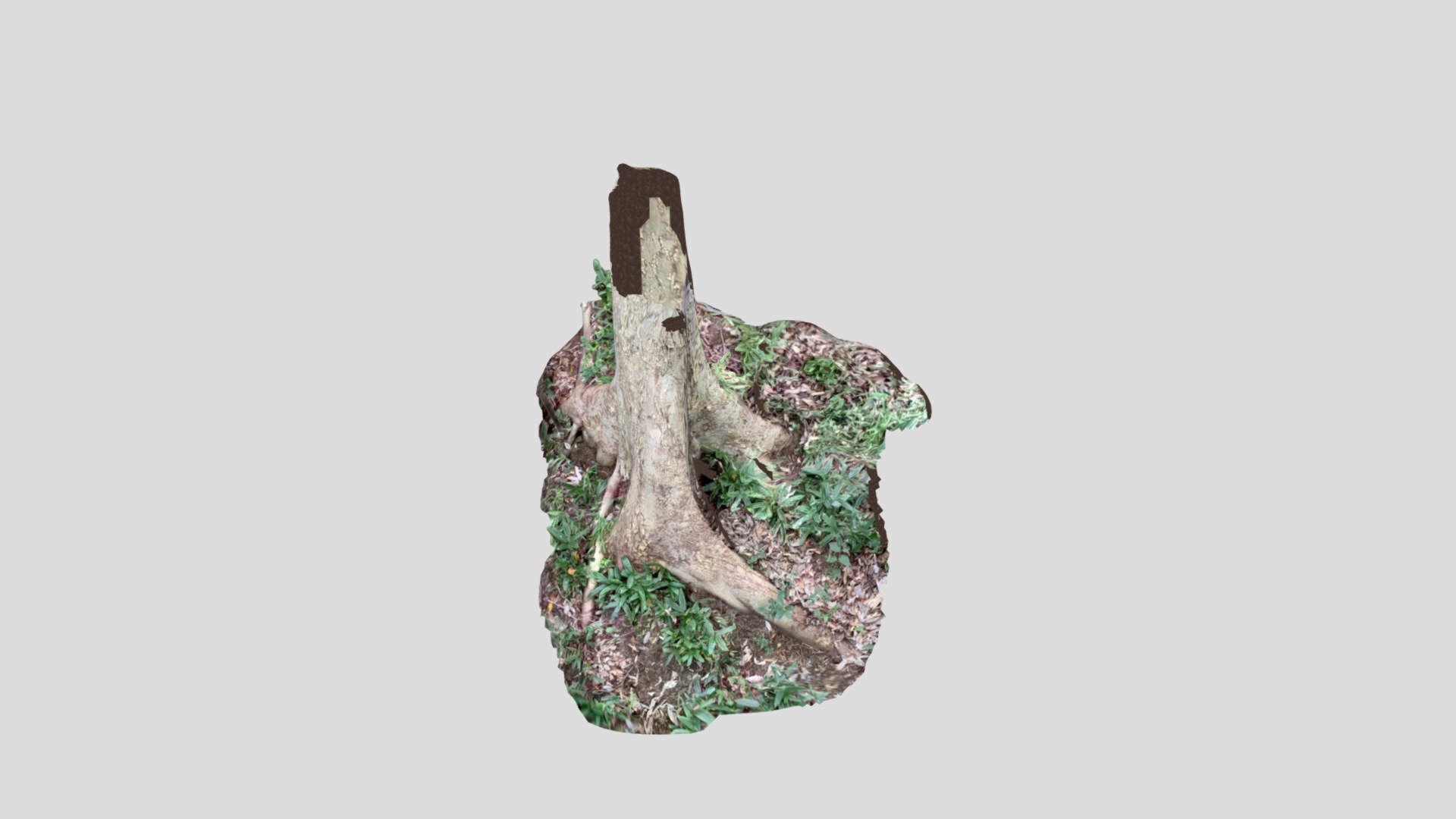 tree11