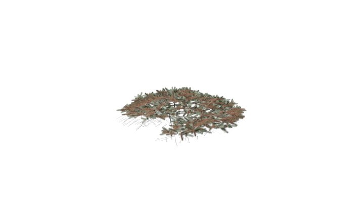 Realistic HD Blue Nest spruce (9/10) 3D Model