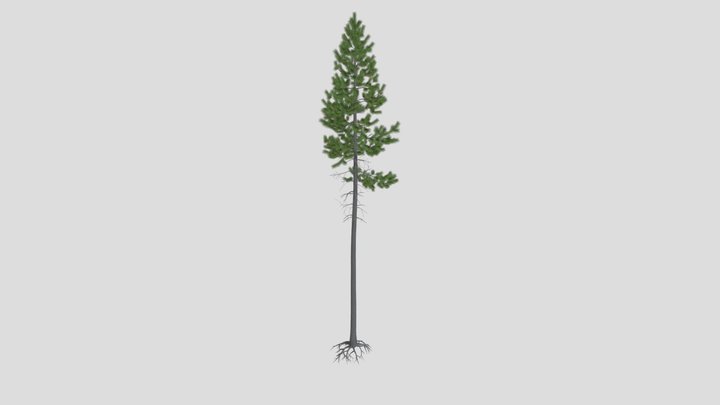 Pinus Contorta Var Latifolia Forest LD_LOD2