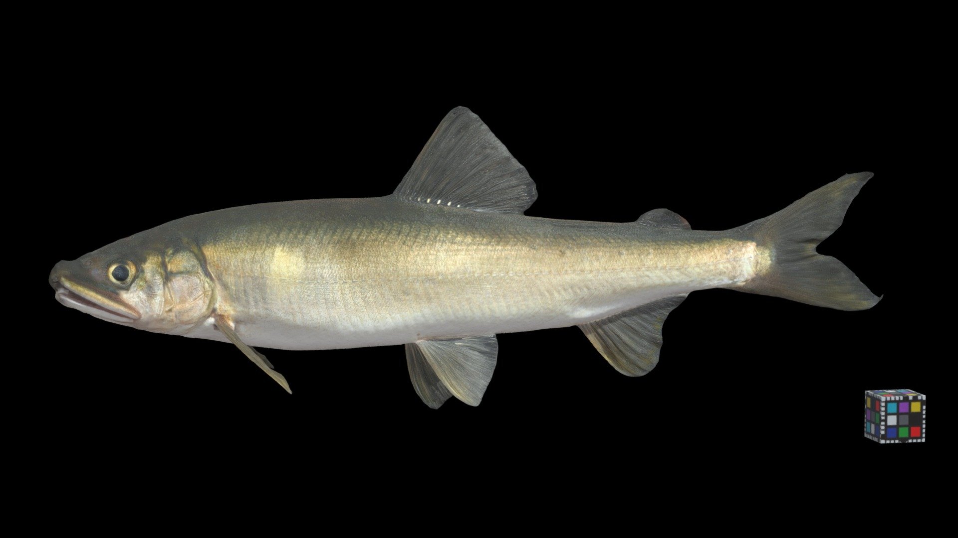 アユ Ayu Sweetfish, Plecoglossus altivelis