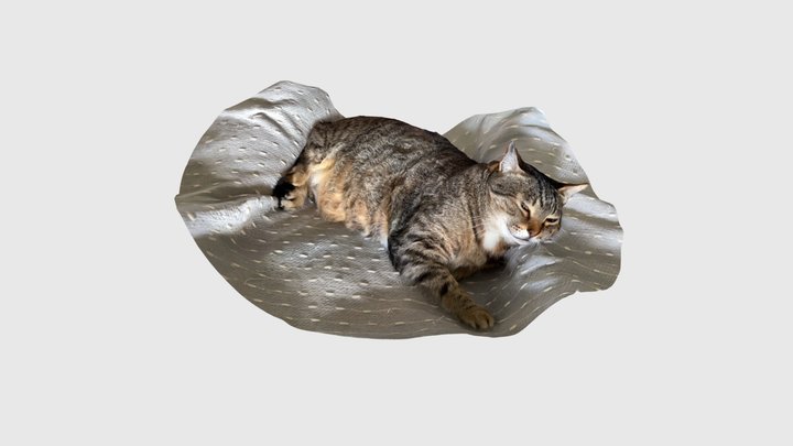 Sunday Morning Cat (scan) 3D Model