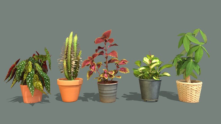 Plants and Houseplants pack 3 3D Model