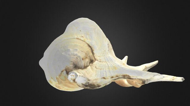 Shell 3D Model