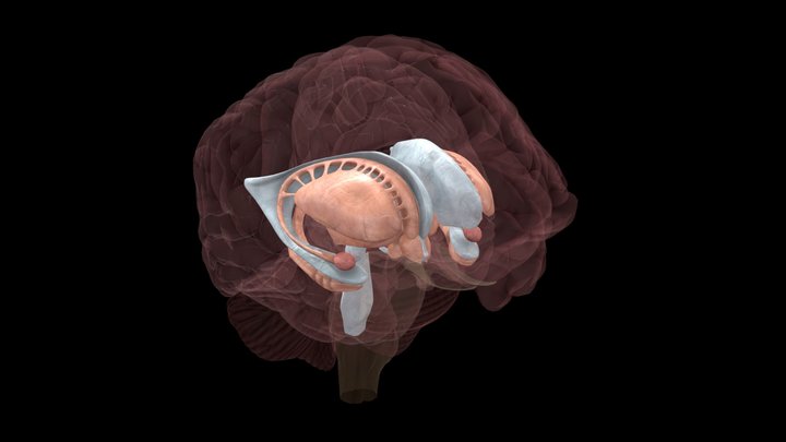 AAL Atlas- Deep Brain Structures 3D Model