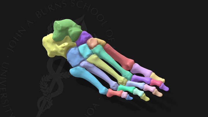 Foot Skeleton 3D Model