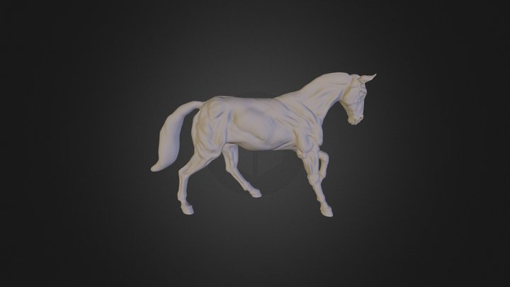 Horse Anatomy 3D Model