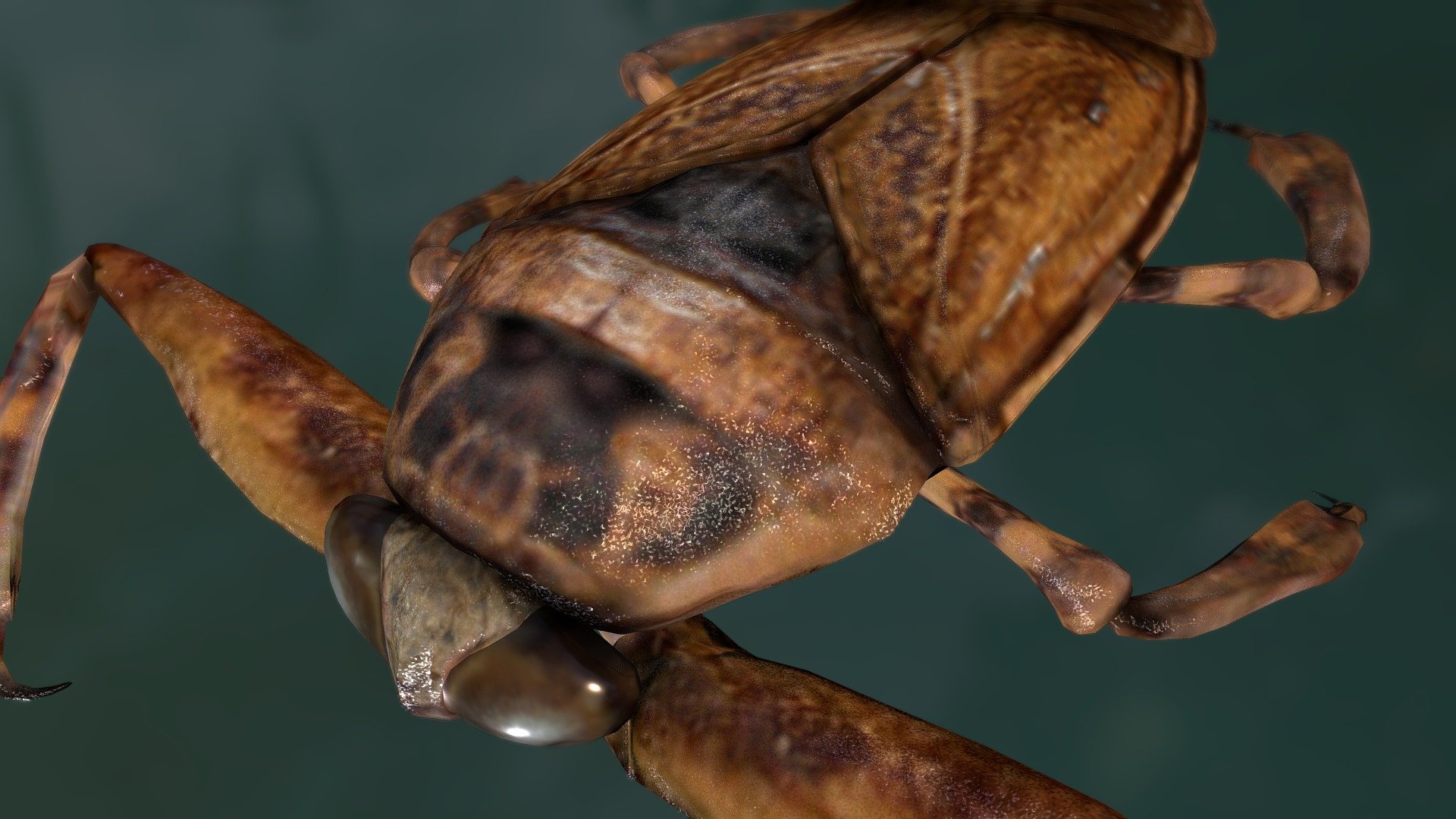 Lethocerinae — Sketchfab embed 3D viewer