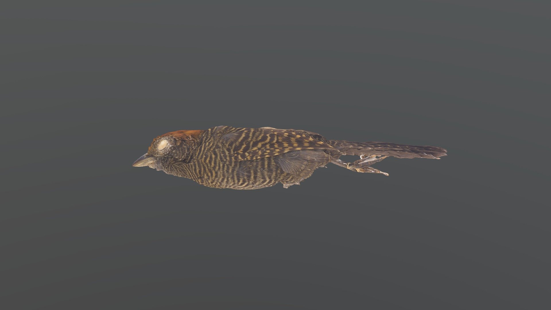 Tufted Antshrike - Mackenziaena severa