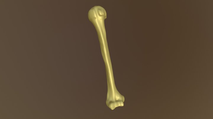 9656M R Humerus 3D Model