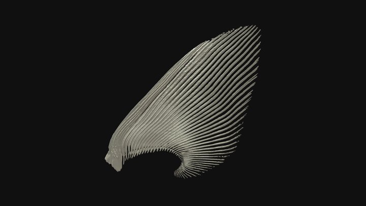 Sturgeon pectoral fin rays 3D Model