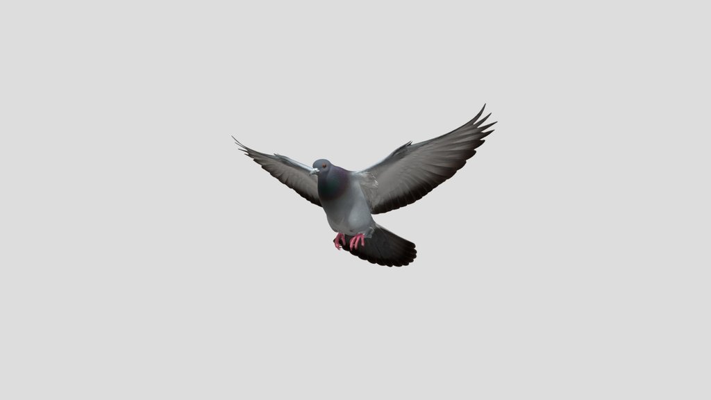 Pigeon In Flight
