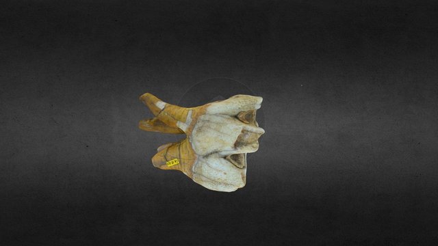 Woolly rhino tooth 3D Model
