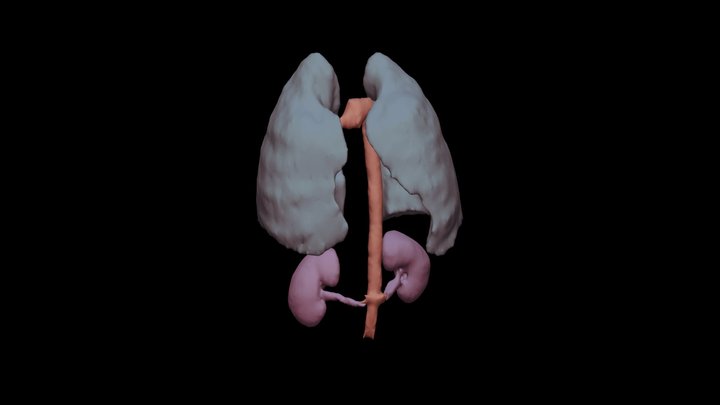 Segmentations (Kidneys, Aorta, Lungs) 3D Model