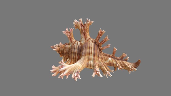 Chicoreus palmarosae 3D Model