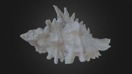 Flowery Lace Murex Shell 3D Model