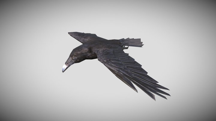 Low Poly Raven 3D Model