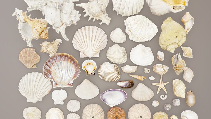 Sea and Ground Shells Pack 3D Model