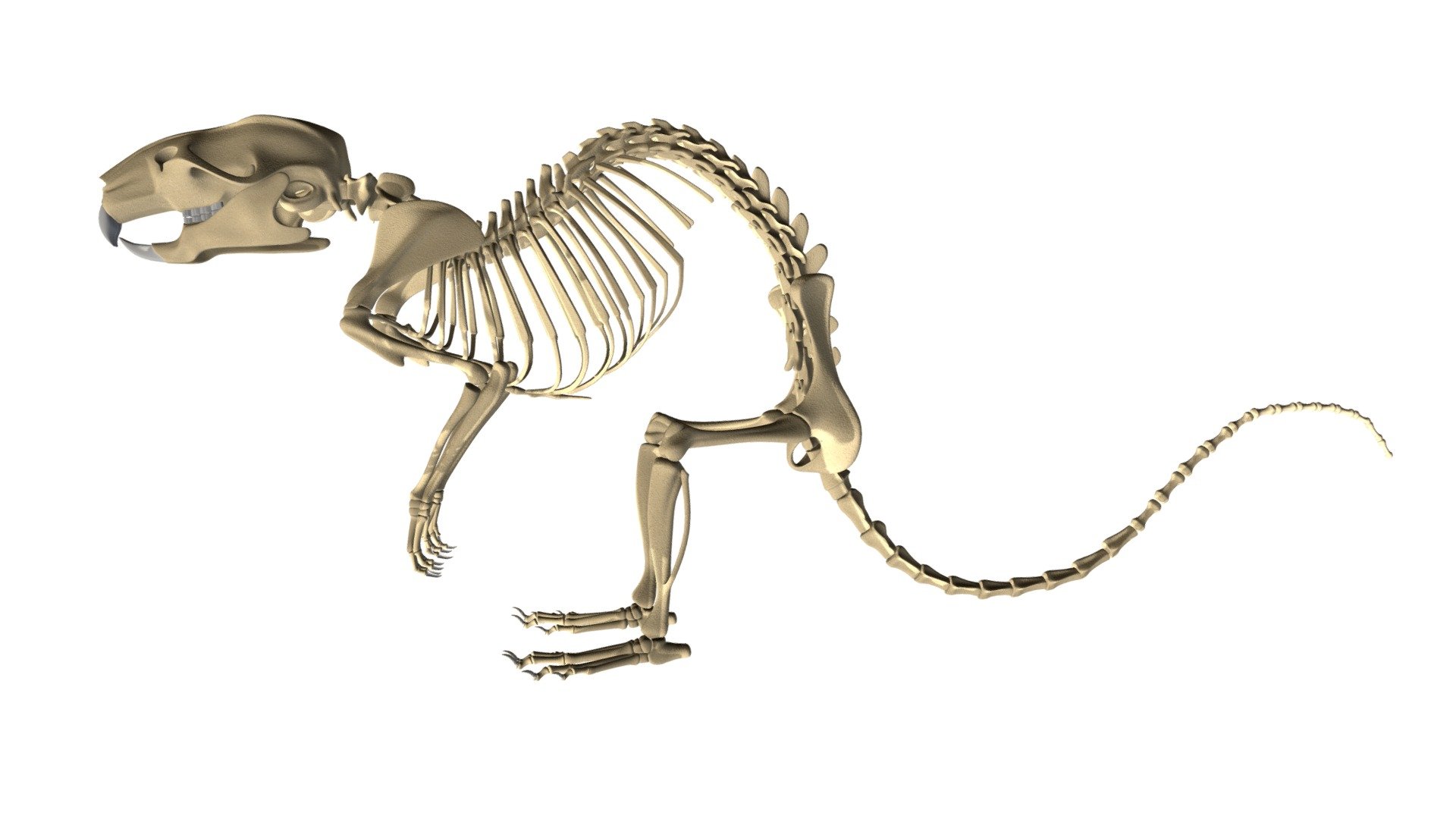 Rat Skeleton - Buy Royalty Free 3D model by 3DHorse [d13b8f5 ...