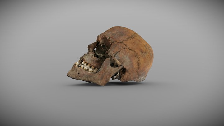 Waterloo 1815: Cranium of Soldier No.1 3D Model