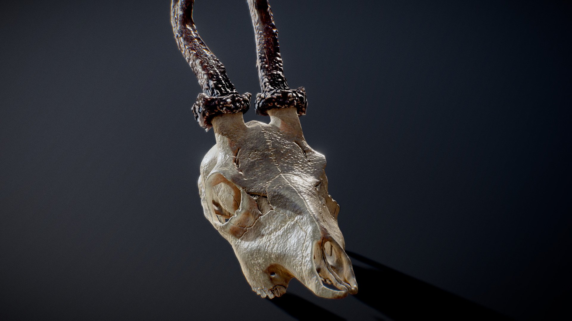 roe deer skull - Buy Royalty Free 3D model by arloc [d142729