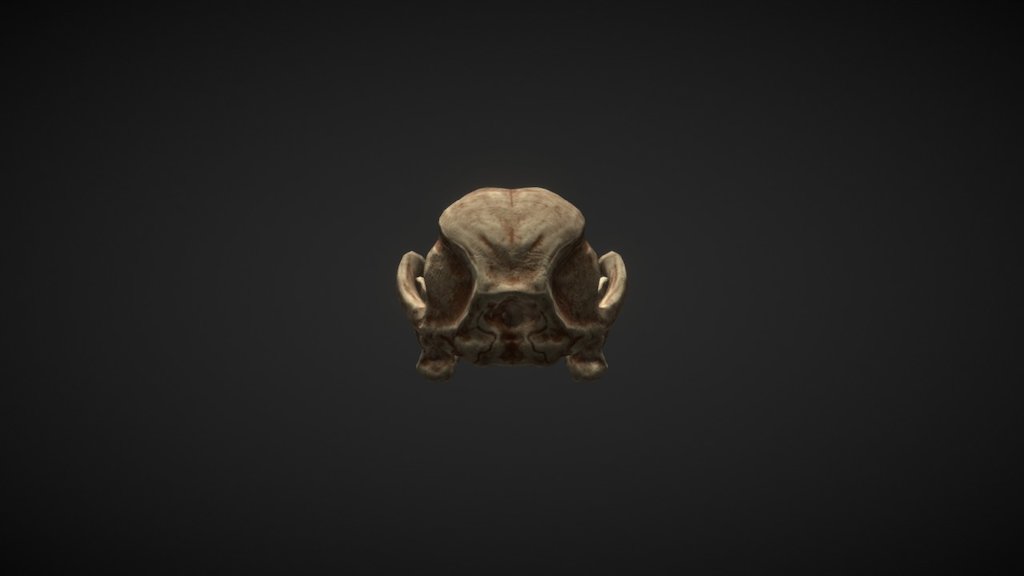 Fox Skull - 3D model by beestback [d143aa7] - Sketchfab