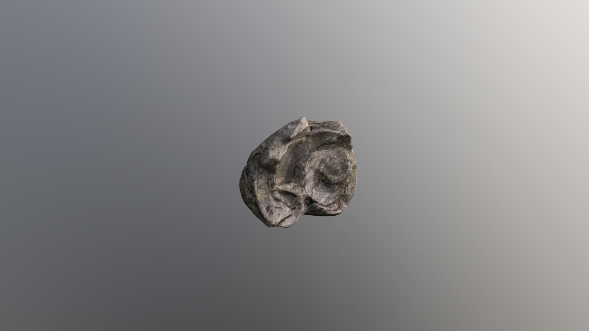 Sea Shell Fossil Scan