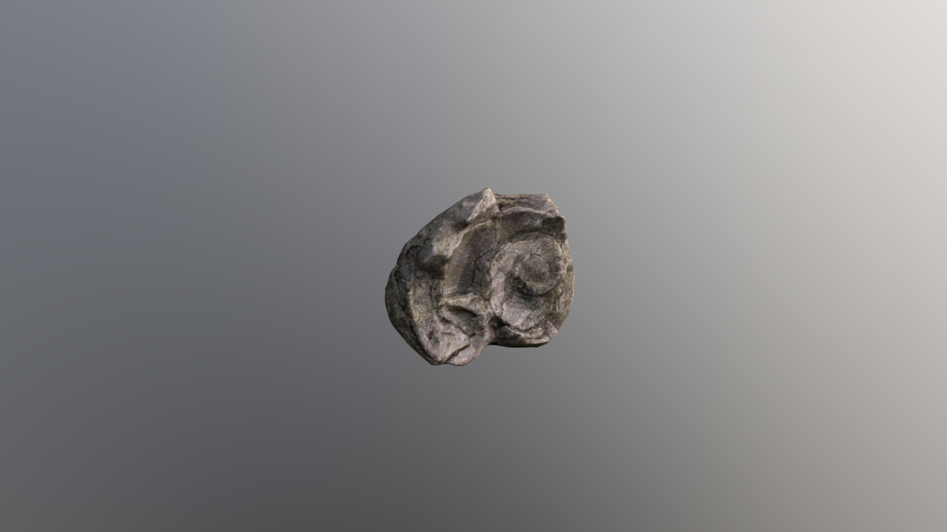 3D model Sea Shell Fossil Scan - This is a 3D model of the Sea Shell Fossil Scan. The 3D model is about a rock on a white background.
