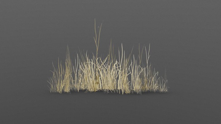 Dry grass 3D Model