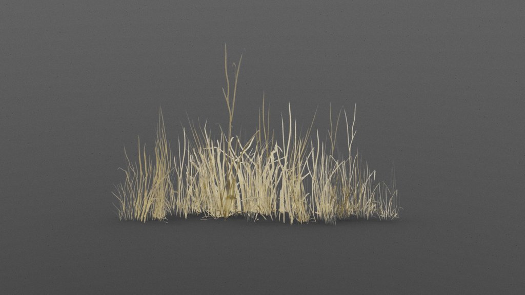 Dry grass