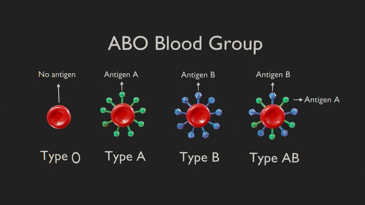 ABO Blood Group 3D Model