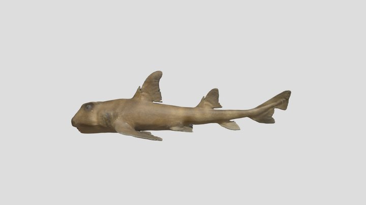 Heterodontus japonicus_ネコザメ_GMNH-VP-226 3D Model