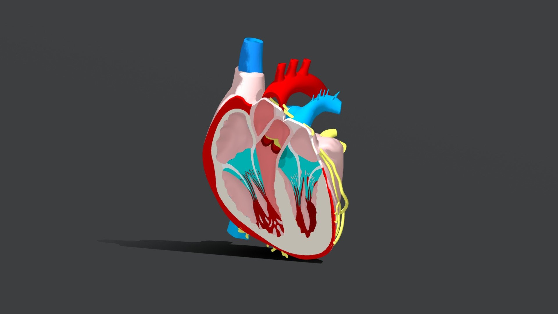 Heart - 3D model by br4d86 [d15163d] - Sketchfab