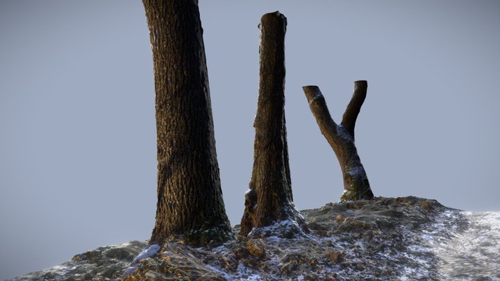 Trees 3D scan 3D Model