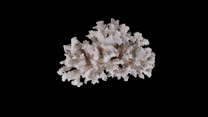 Hard Coral Pocillopora sp. 3D Model