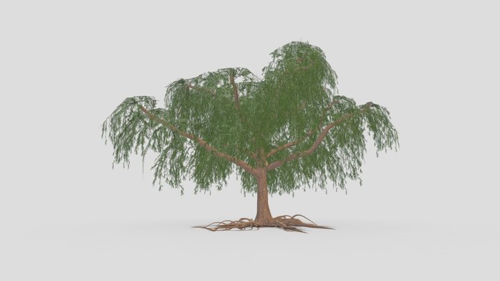 Prosopis 3D models - Sketchfab