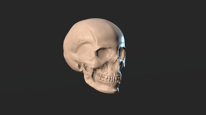 Skull sculpture study