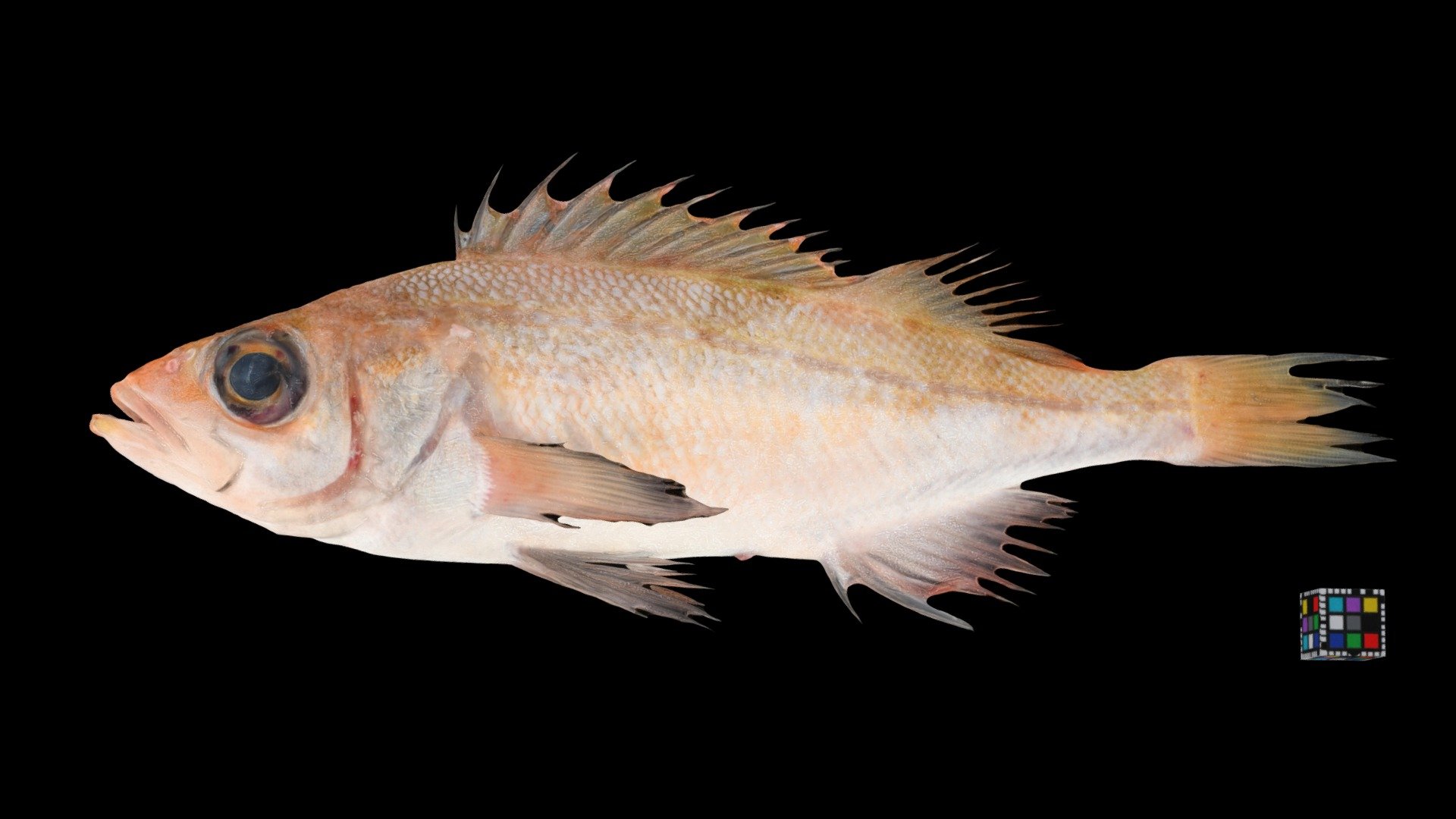 ヤナギノマイ？ Yellow Body Rockfish, S. steindachneri