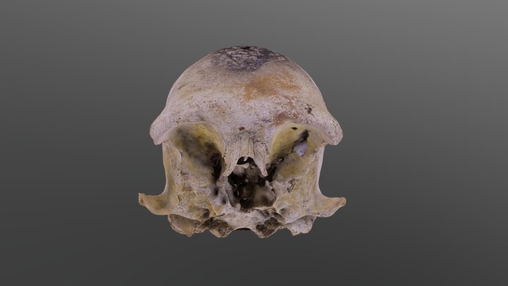 Cráneo 1 3D Model