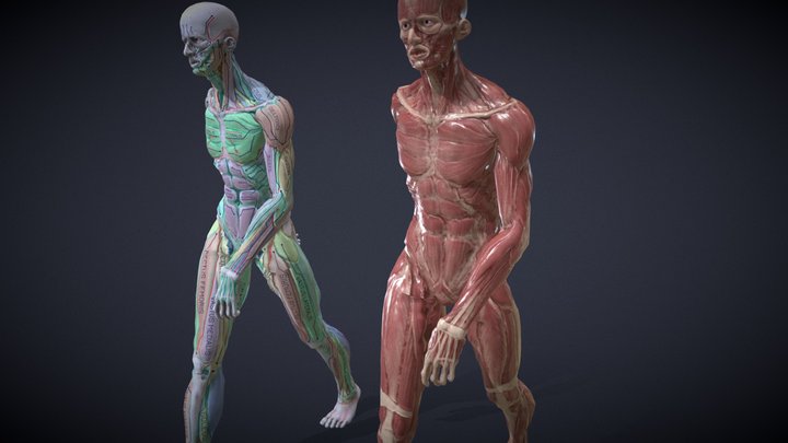 Anatomy study in motion 3D Model
