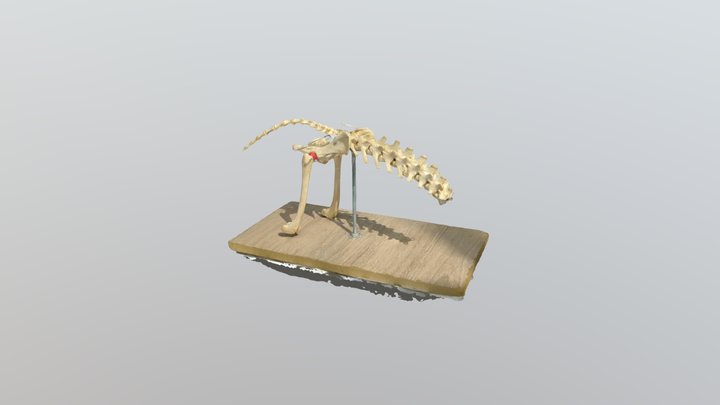 Cadera Canina 3D Model