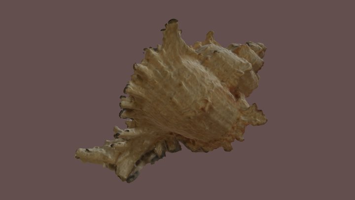 Shell 3D Model