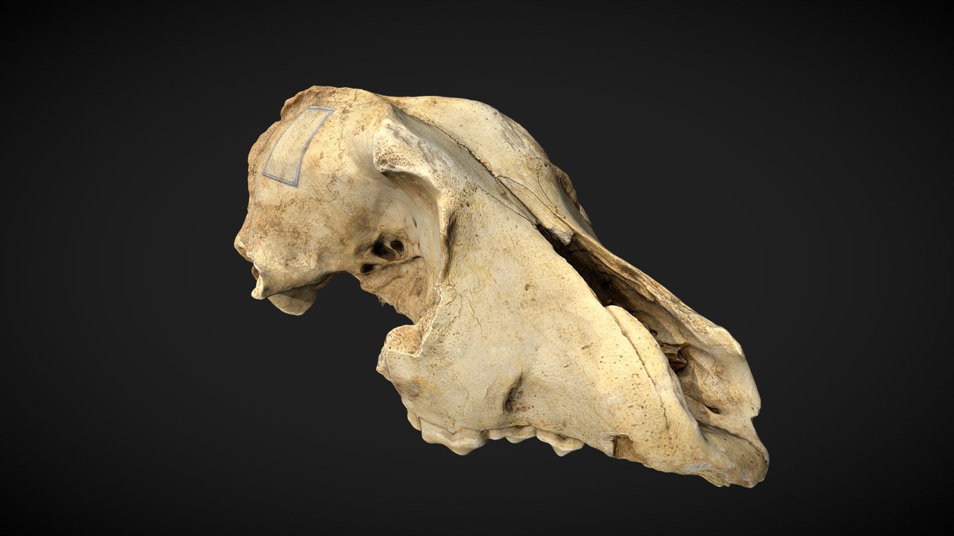 Dog Skull (Cranium), Cuween Tomb
