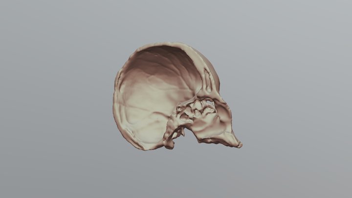Left Side Human Cranium - U of Oklahoma Anatomy 3D Model