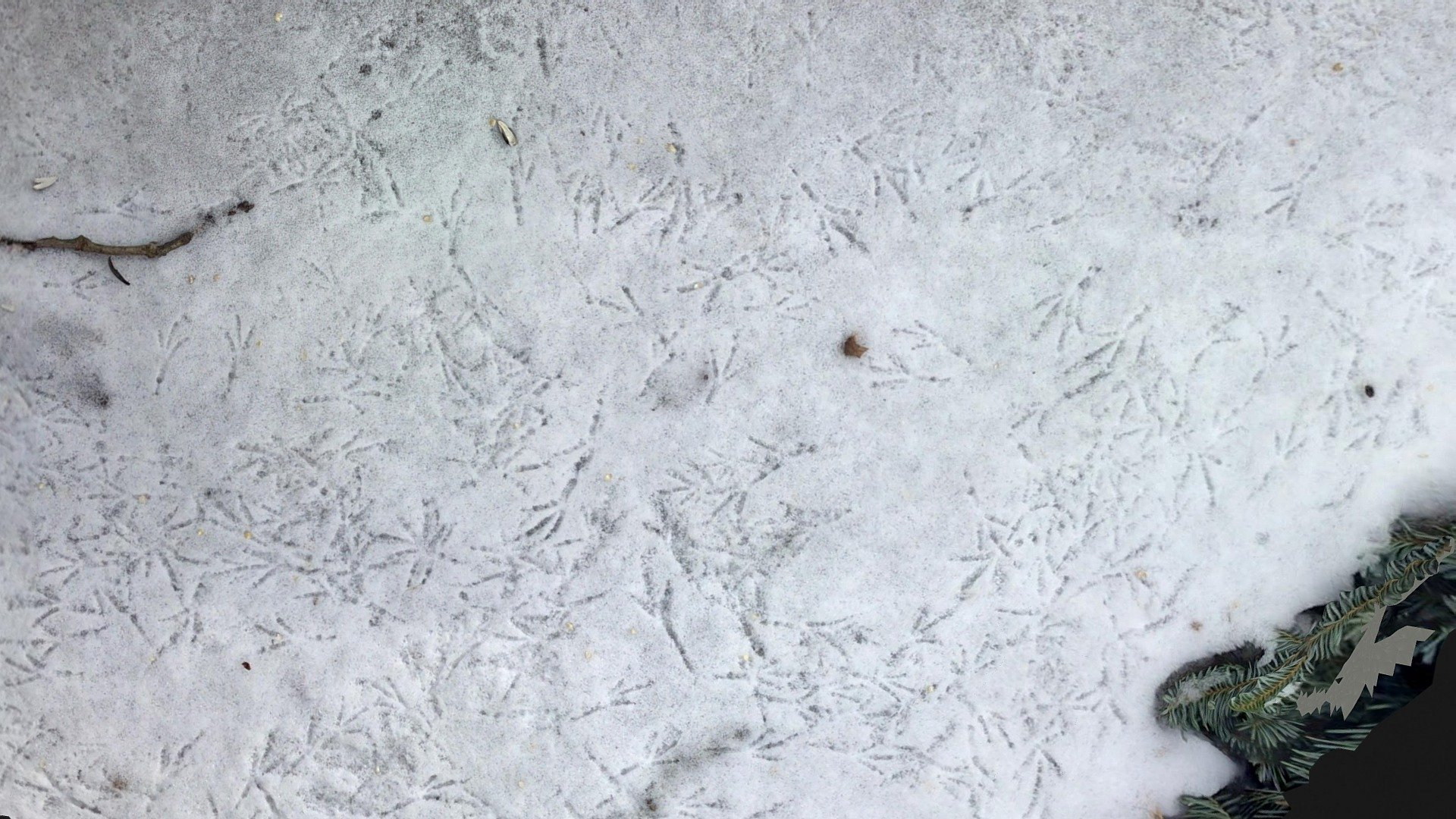 Bird Footprints