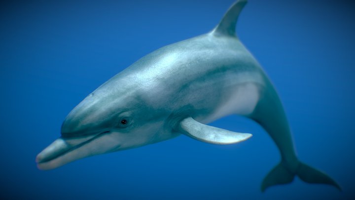 Bottlenose Dolphin