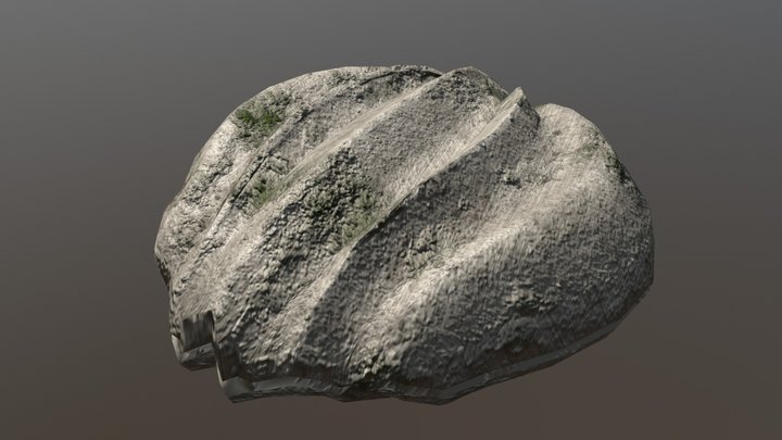 Clam 3D Model