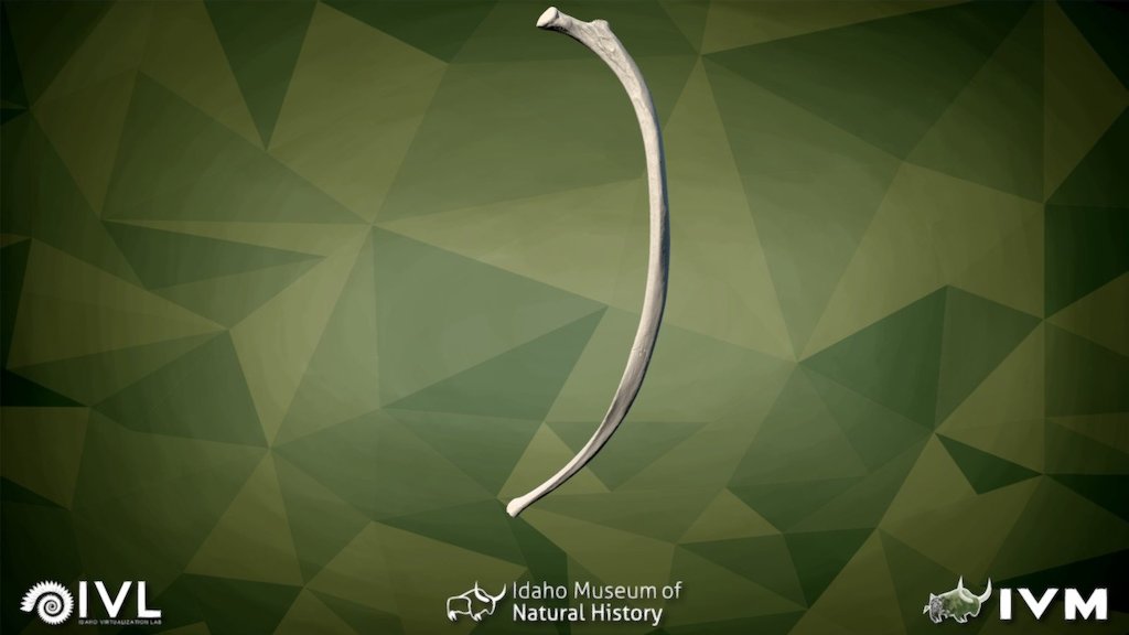 IMNH-47001-1543-Left Rib-13