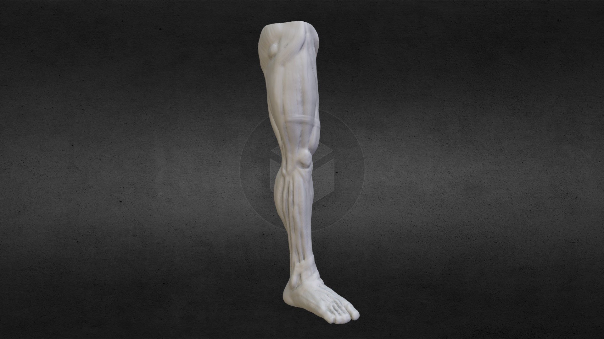 Leg anatomy