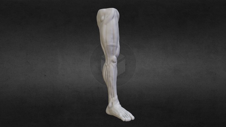 Leg anatomy 3D Model
